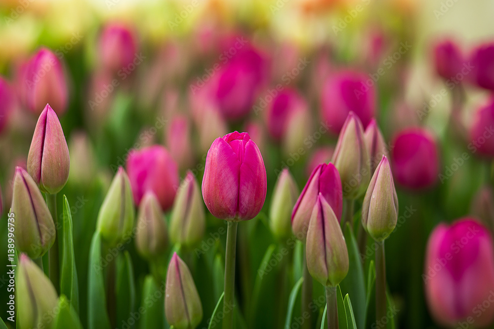 a lot of beautiful multicolored tulips growing on a field, in the garden, in the greenhouse,red,yellow,violet,orange,pink tulups,Springtime, lots of tulips,flowers concept a lot of beautiful multicolored tulips growing on a field, in the garden, in the greenhouse,red,yellow,violet,orange,pink tulups,Springtime, lots of tulips,flowers concept