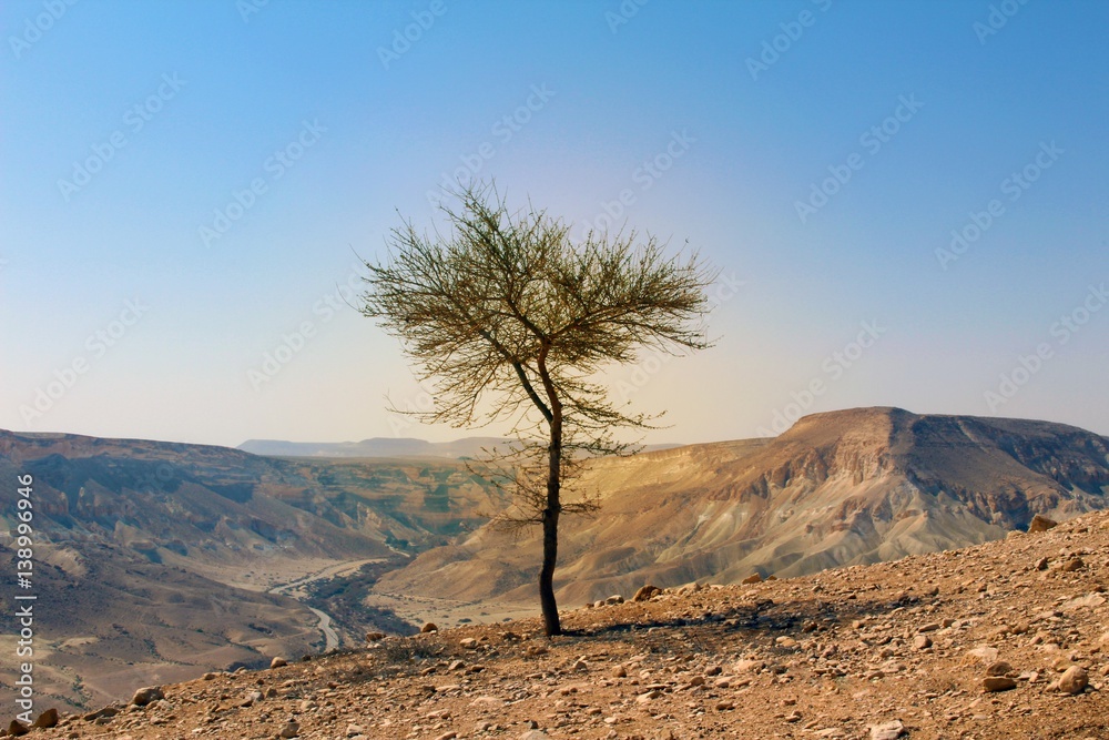 The Lonely Acacia Tree in the Desert of Negev, Israel