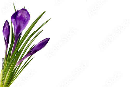 Crocus flower in the spring isolated on white  selective focus 