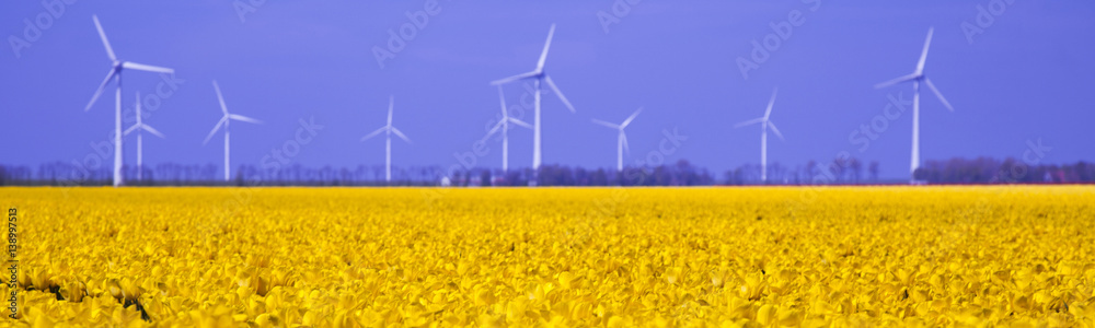 Windmill and colorful tulips in spring of flowers Windmill and colorful tulips in spring of flowers