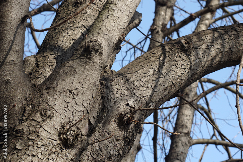 Treetop of bare trees from low perspective Treetop of bare trees from low perspective