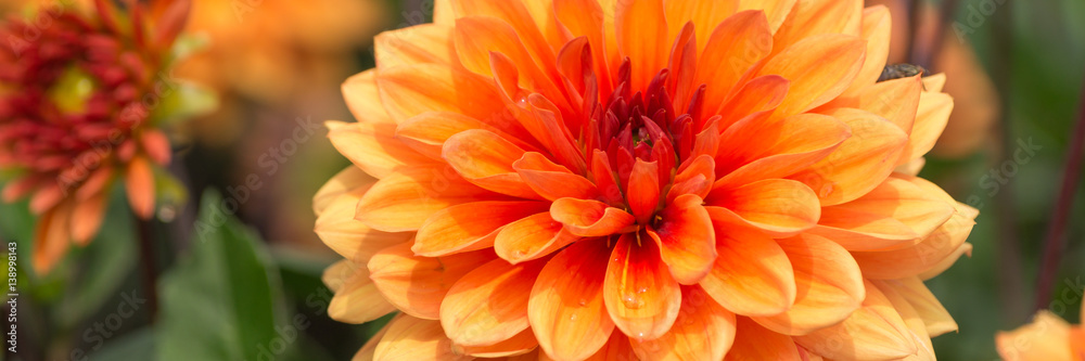Orange Dahlie Orange Dahlie