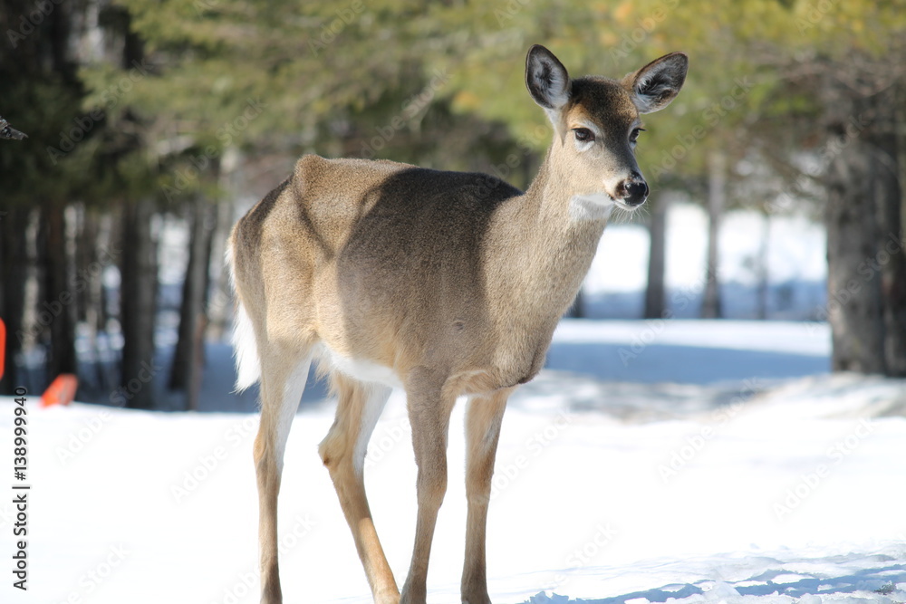 Spring deer Spring deer