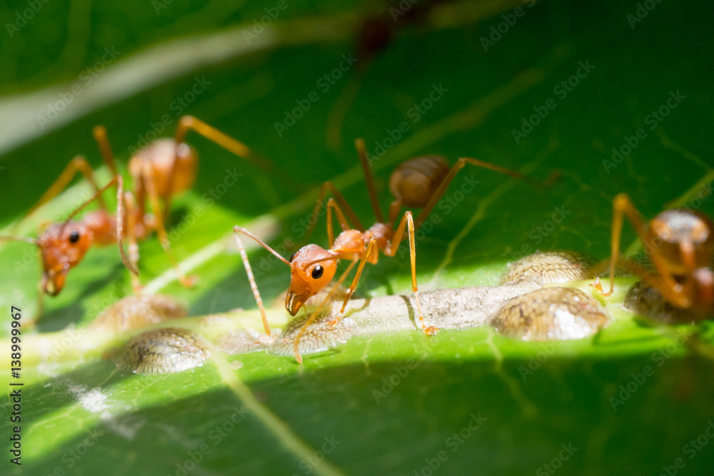 red ants,building ant's nest red ants,building ant's nest