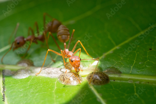 red ants,building ant's nest © thexfilephoto