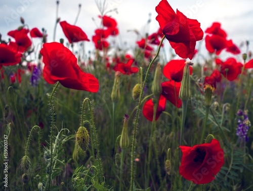 wild poppy flower on field