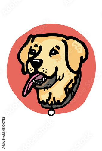 Labrador portrait
