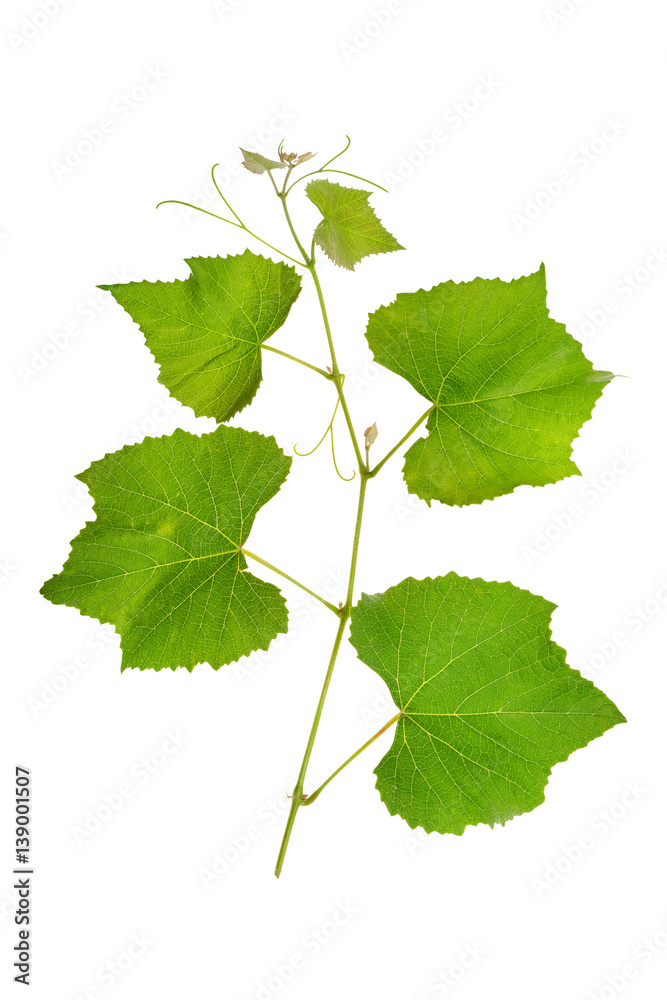 Grape branch with bright juicy leaves isolated on white Grape branch with bright juicy leaves isolated on white