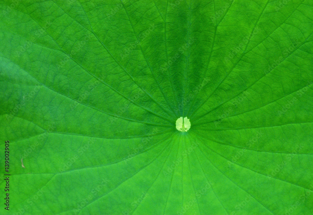 Lotus Leaf Lotus Leaf