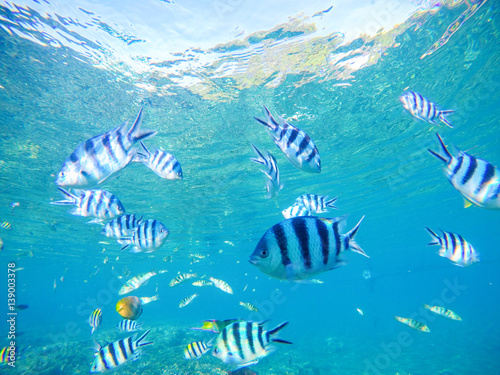 Underwater sea view with dascillus tropical fish in blue water.