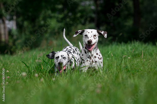 dalmatian