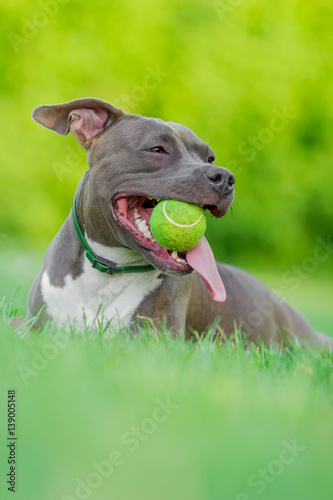 staffordshire terrier