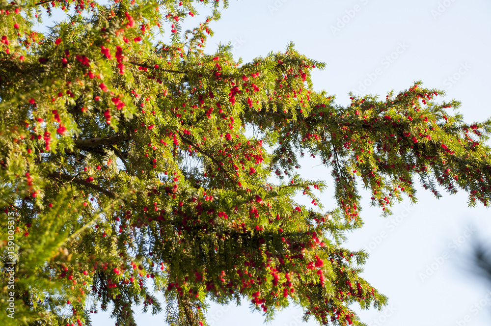 Fototapeta premium Yew tree (Taxus baccata) with red berries.