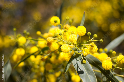 Yellow ball of mimosa flowers. Woman s day, 8 march photo
