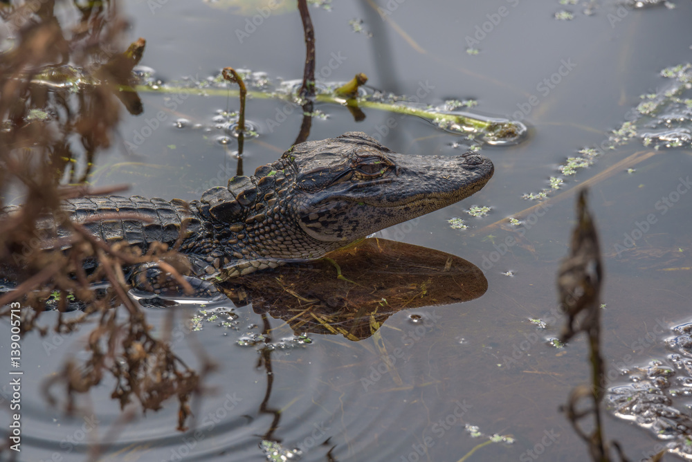 Fototapeta premium Baby Alligator