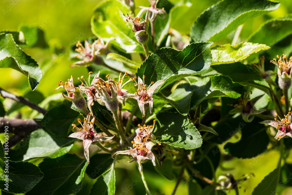 Fototapeta premium Flowers of the apple tree in spring