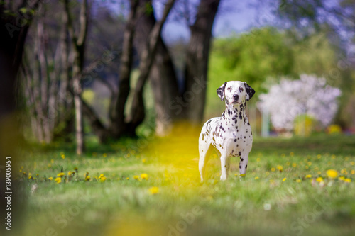 dalmatian