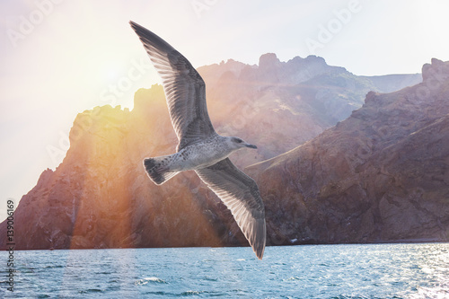 Albatross bird flight in sunny sky on ridge of rocks photo
