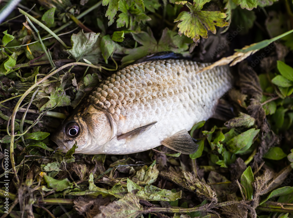 crucian on the grass crucian on the grass