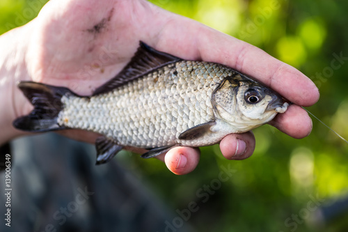 Crucian carp in fisherman's hands, sunset soft light