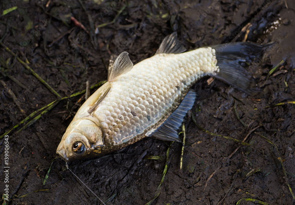 crucian on the grass crucian on the grass