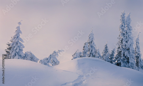 Magic fir trees covered by snow in mountains