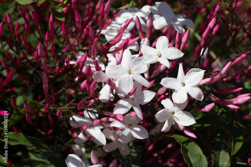 Jasminum polyanthum, sambac pink flower. Odorate star liana