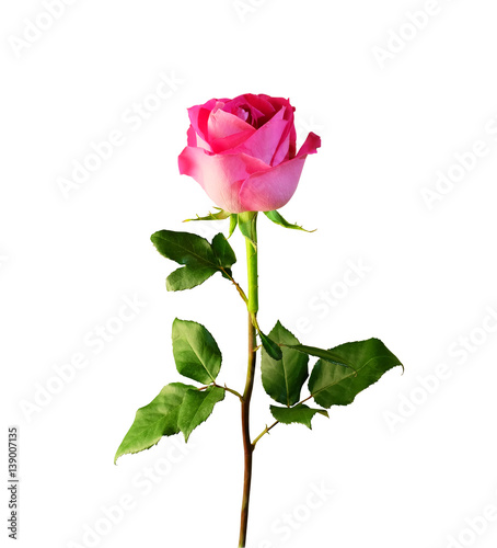 Pink rose with stem and leaves isolated on white background.