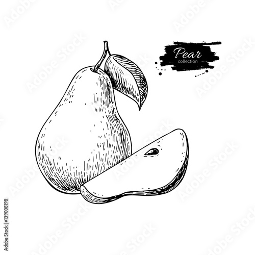 Pear vector drawing. Isolated hand drawn pear and sliced pieces.