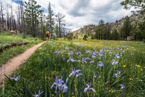 Obraz na plátne Greyrock Meadows Trail, Poudre Canyon, Colorado