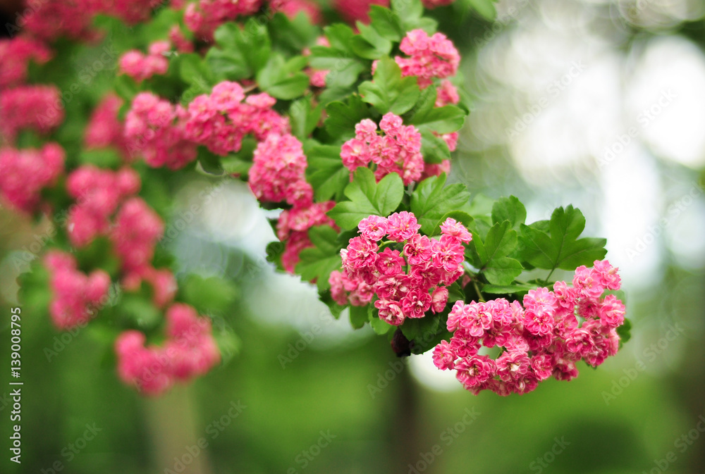 Pink Hawthorn flowers. Blooming haw branches. Spring macro photo Pink Hawthorn flowers. Blooming haw branches. Spring macro photo