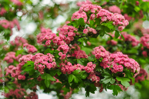 Pink Hawthorn flowers. Blooming haw branches. Spring macro photo