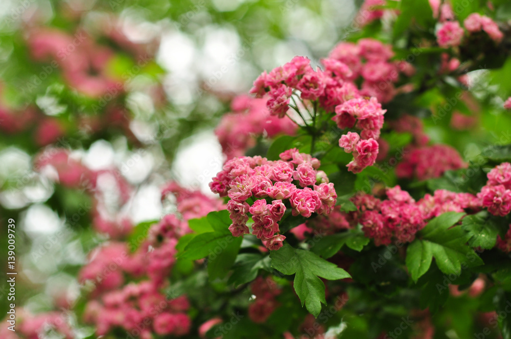 Pink Hawthorn flowers. Blooming haw branches. Spring macro photo Pink Hawthorn flowers. Blooming haw branches. Spring macro photo