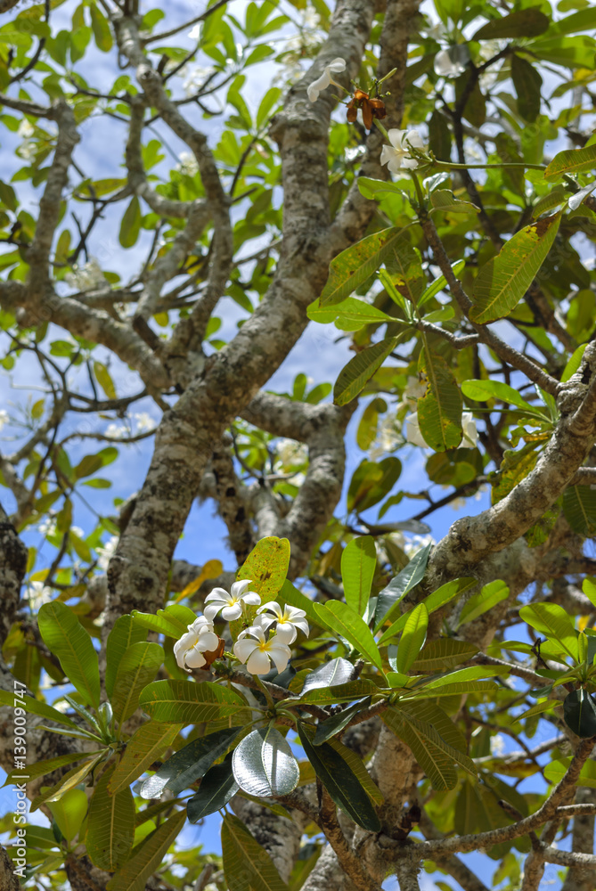 Beautiful white-yellow plumeria (frangipani) flower with leaves at tree branch Beautiful white-yellow plumeria (frangipani) flower with leaves at tree branch