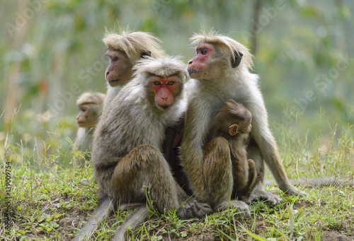 Family toque macaque. One of the females is looking warily.