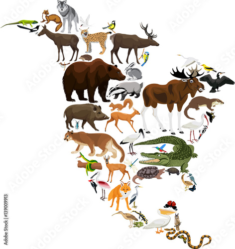 Fototapeta Naklejka Na Ścianę i Meble -  animals North America - vector illustration