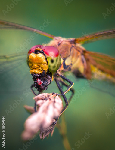 Dragonfly sitting on a twig