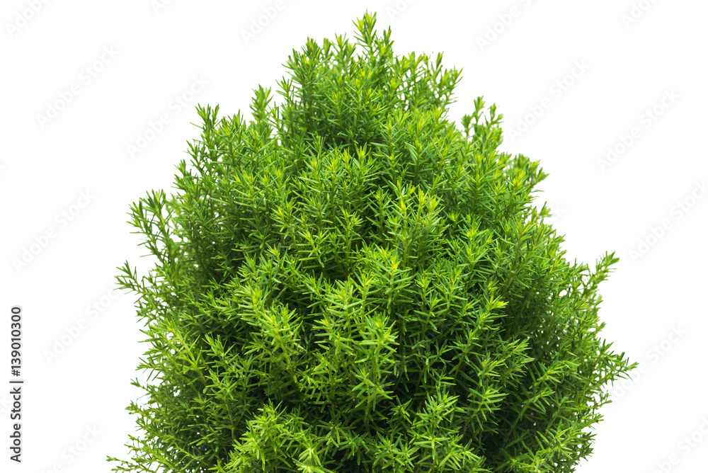 Fotografie Thuja teddy branches close-up isolated on white background