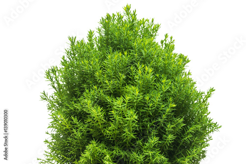 Thuja teddy branches close-up isolated on white background