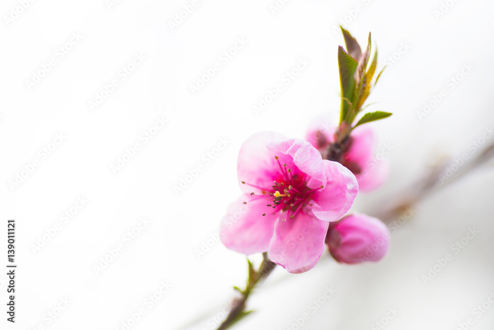 Beautiful blooming spring peach branch
