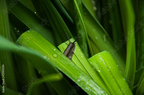 Snail hiding in green grass. Wildlife natural macro photo