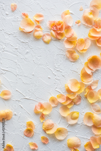 Rose petals on white textured background