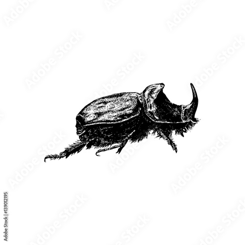 Black Beetle