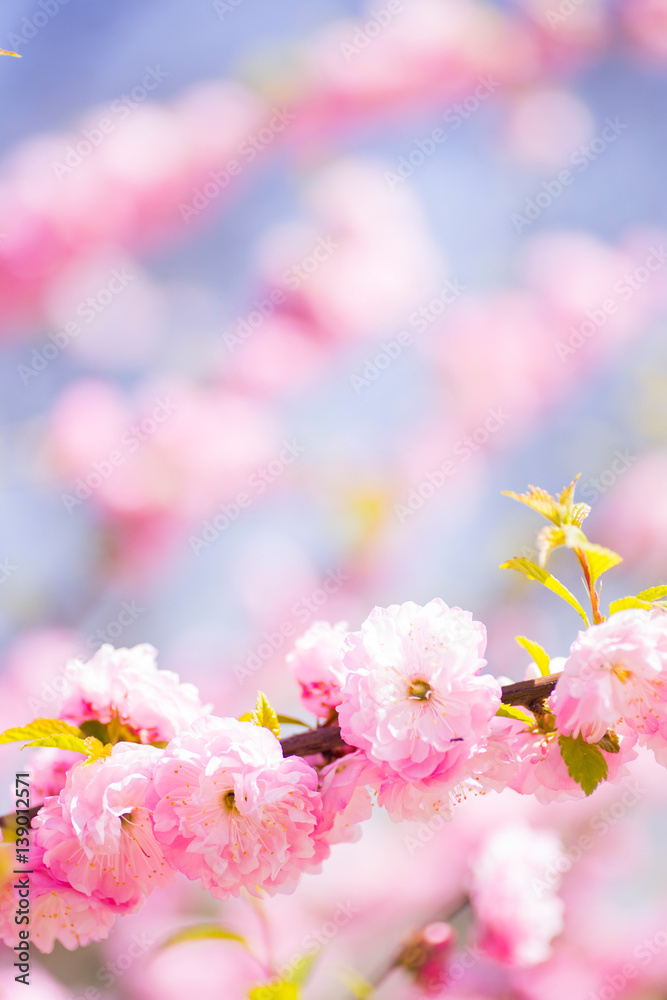 Beautiful blooming spring almond branch Beautiful blooming spring almond branch