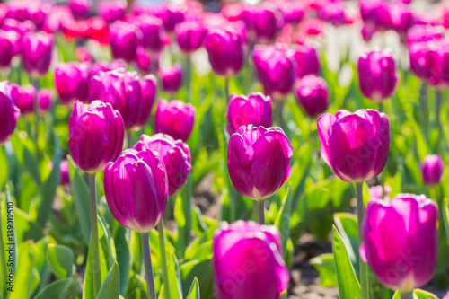 Flower bed with blooming tulips in botanical garden