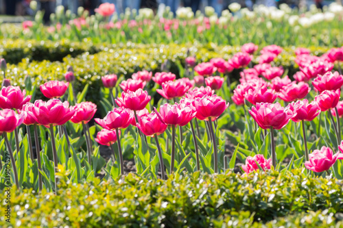 Flower bed with blooming tulips in botanical garden