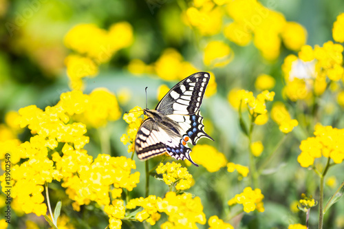 Close-up butterfly Swallowtail on yellow flowers in garden photo