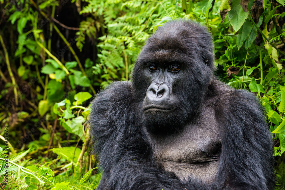 Portrait of sitting gorilla Portrait of sitting gorilla