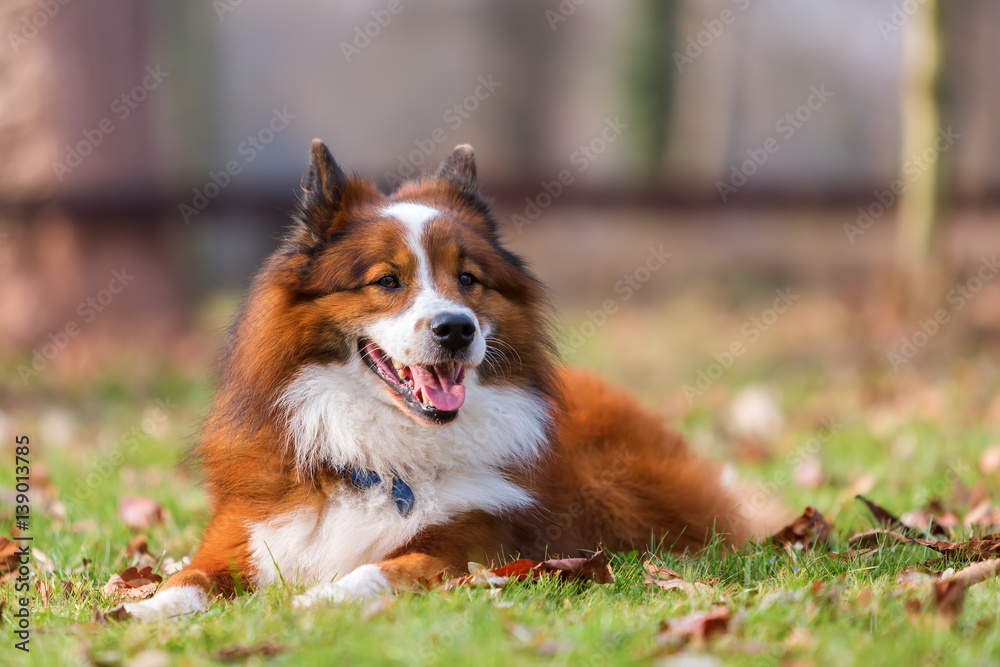 portrait of a lying Elo dog