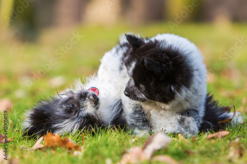 two Elo puppy siblings scuffle on the grass